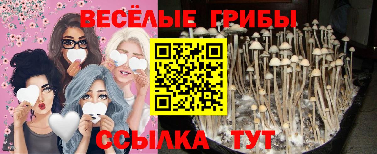 Обнинск  Псилоцибиновые грибы мицелий  Вход с VPN 